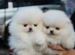 Pomeranian puppy for sale