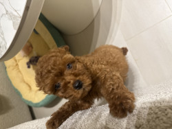 Dog poodle