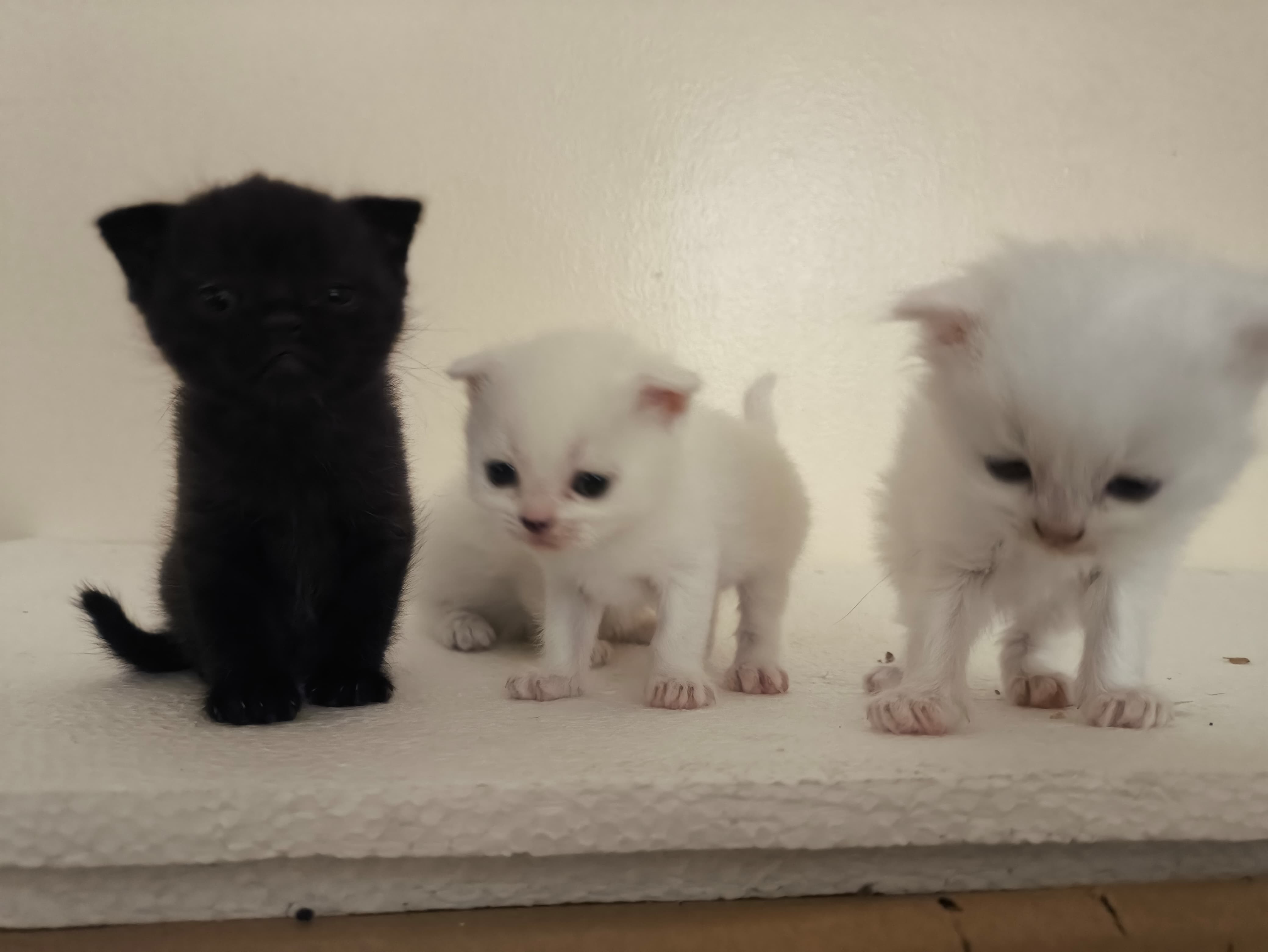 Adorable Pets for Sale & Adoption | Find Your Perfect Pet