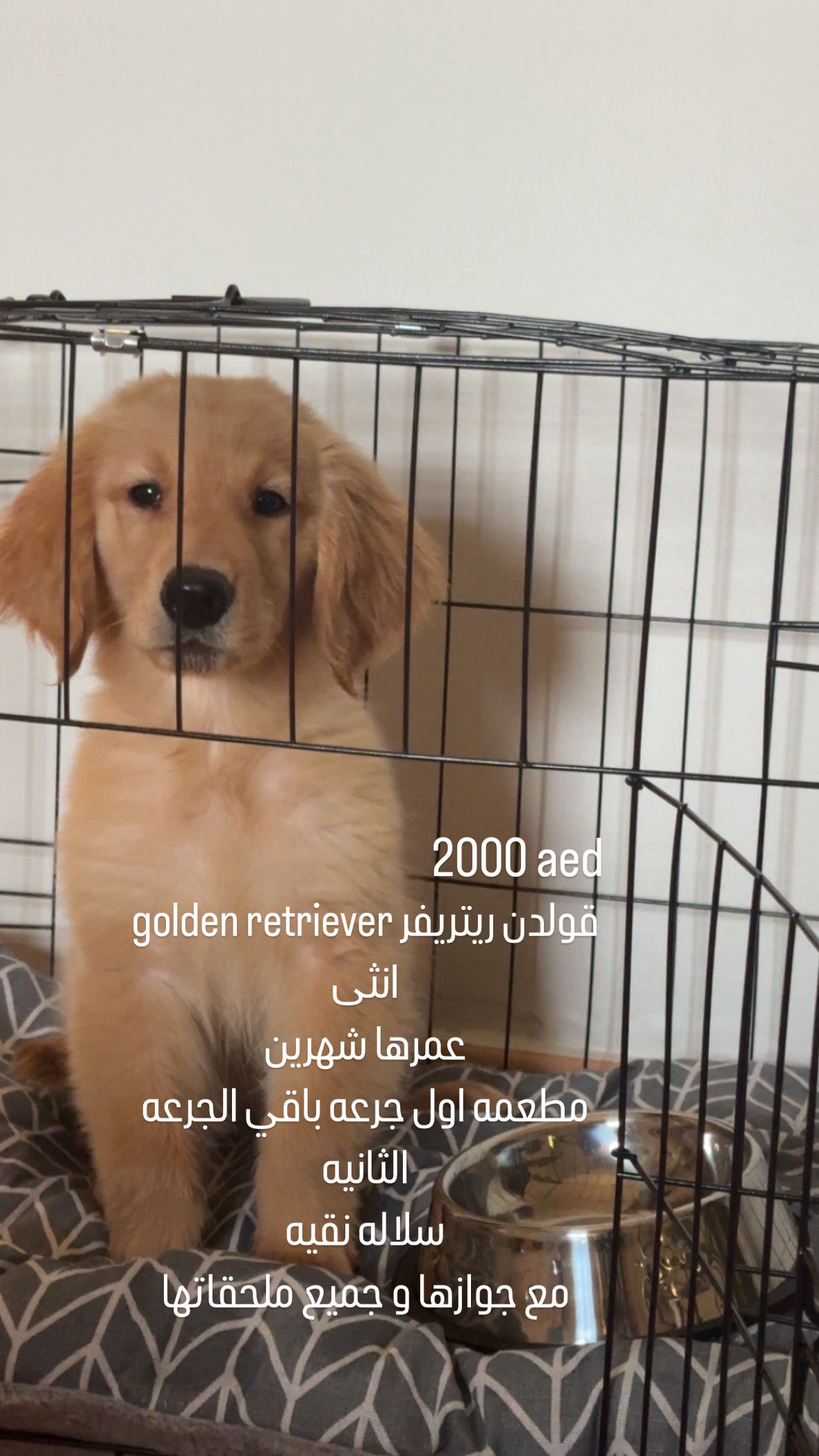 Golden Retriever Puppy for Sale – Healthy & Playful