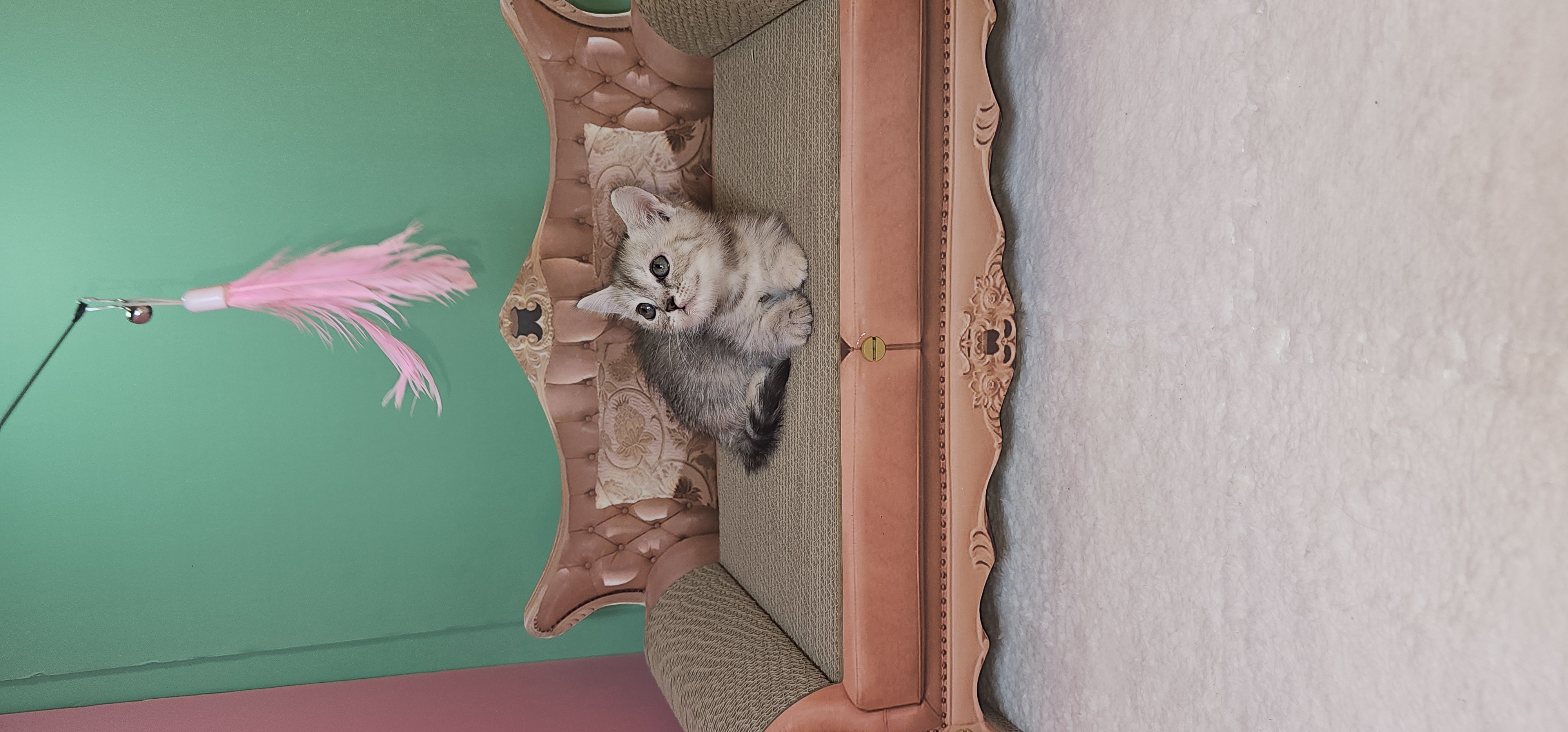 MUNCHKIN FOLD NS-11 SILVER CHINCHILA ,SUPER SHORT LEGS,MALE KITTEN